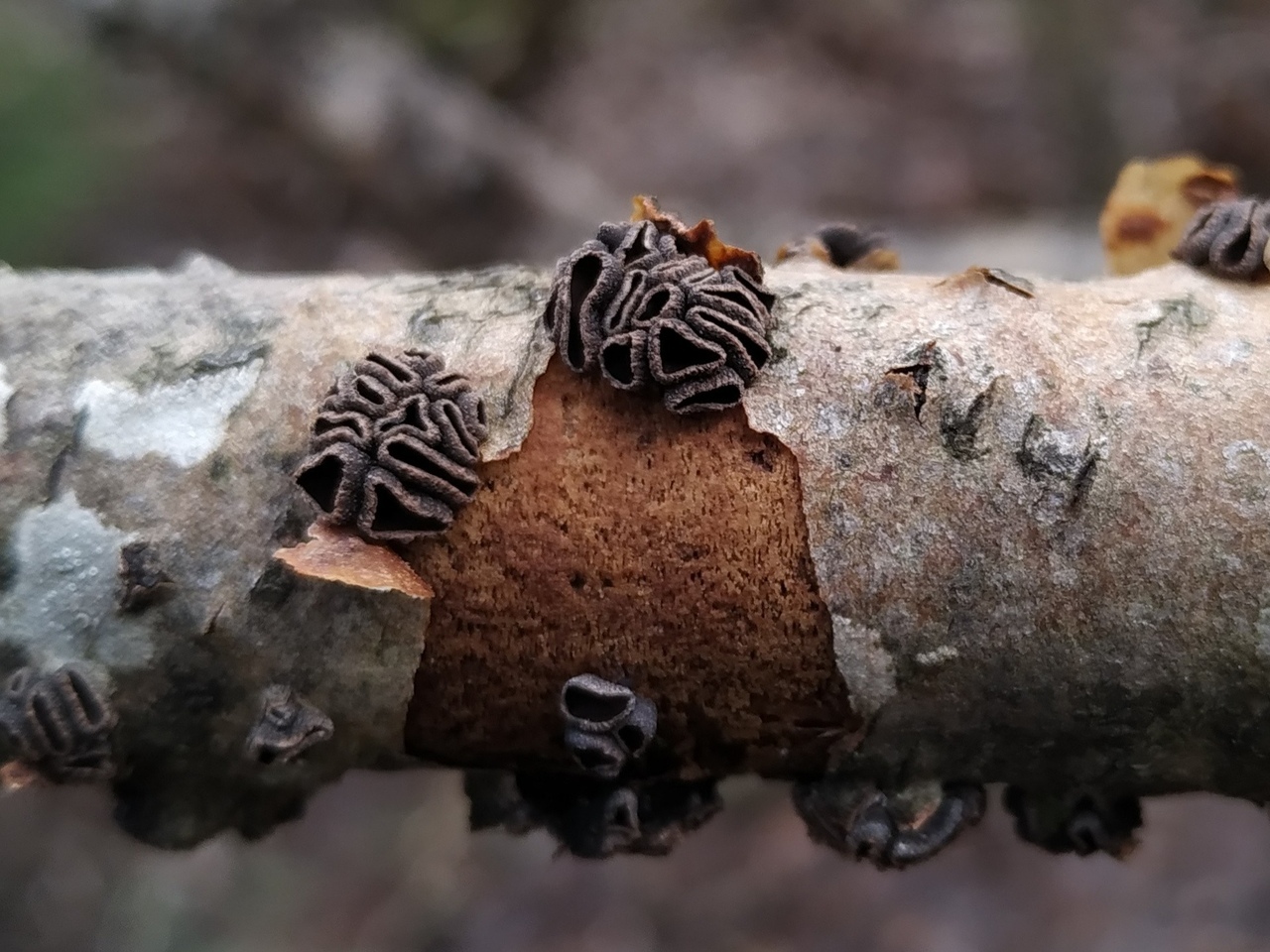 5. Энцелия пучковая (Encoelia fascicularis)